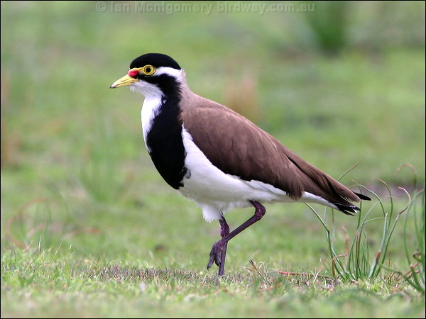 Banded lapwing Finches and Softbills Geckodan Danny Brown